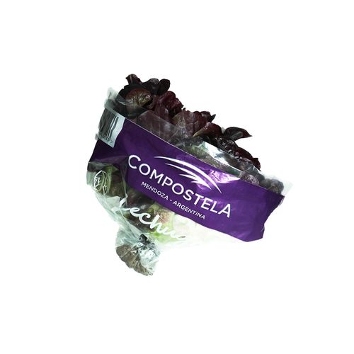 Lechuga Morada Hidro